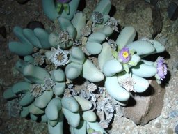 Dracophilus dealbatus spreading sepals